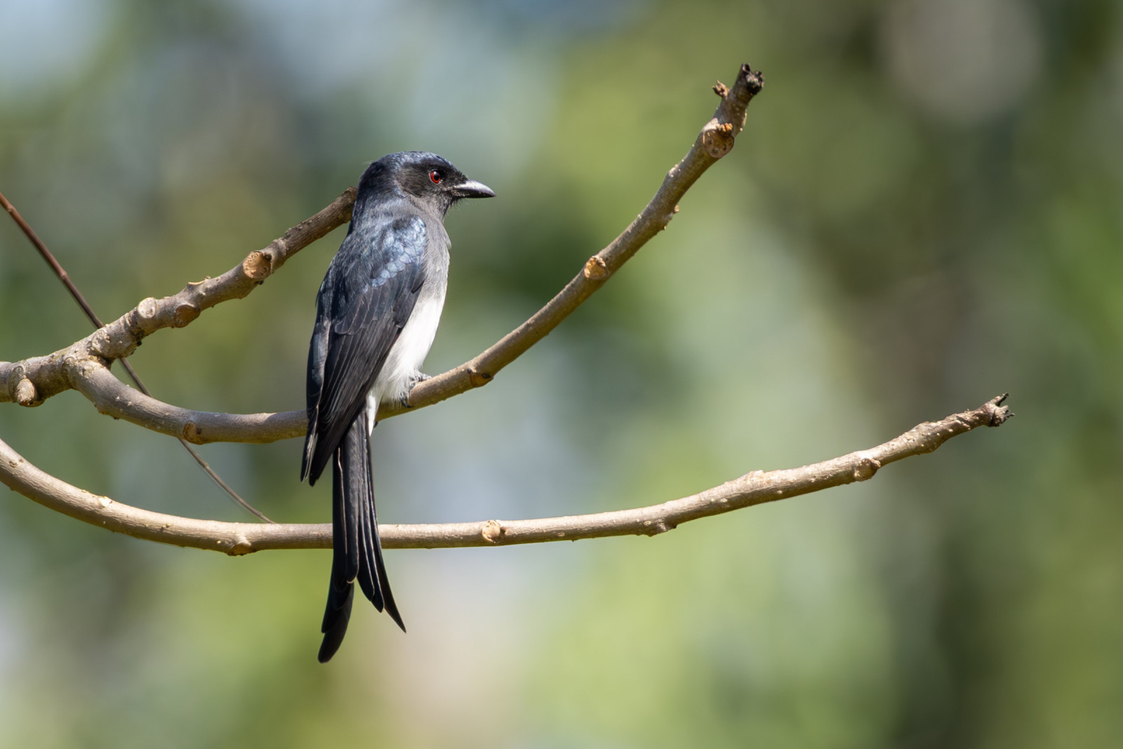 image White-bellied Drongo